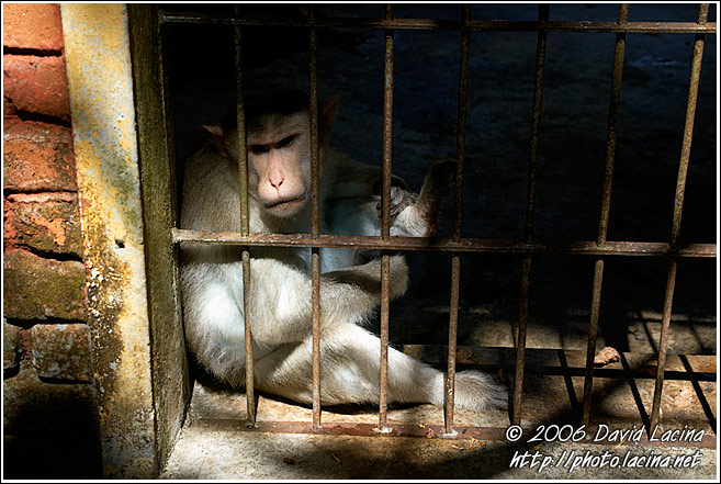 Prisoner For Rest Of The Life - Elephant Training Center, India