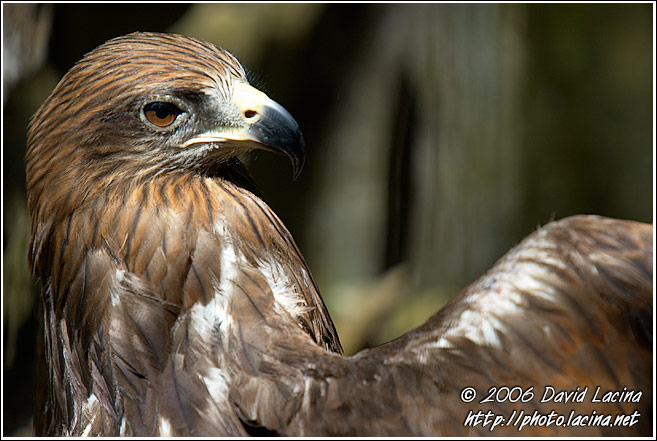 Eagle - Elephant Training Center, India