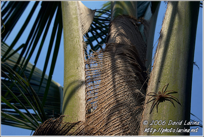 Spider On A Palm - Backwaters, India