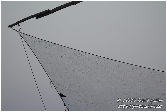 Chinese Net Abstraction - Cochin - Chinese Nets (Cheena vala), India