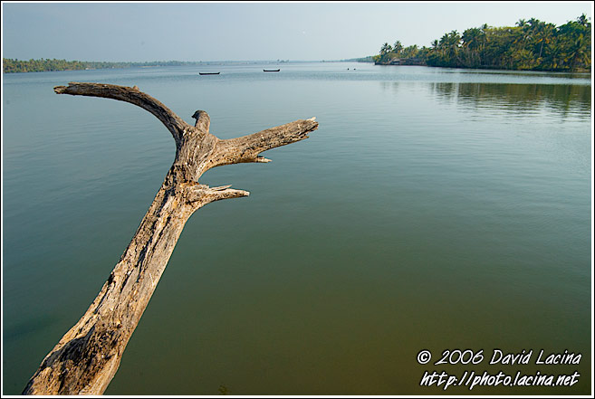 Tree And Sea - Cochin (Kochi), India
