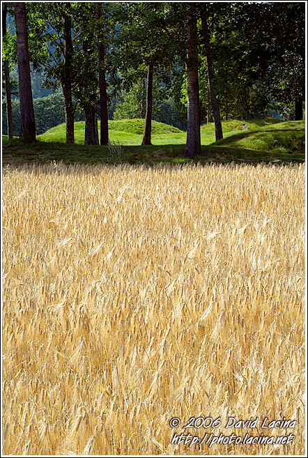 Medieval Burial-ground And Field - Best of 2006, Norway