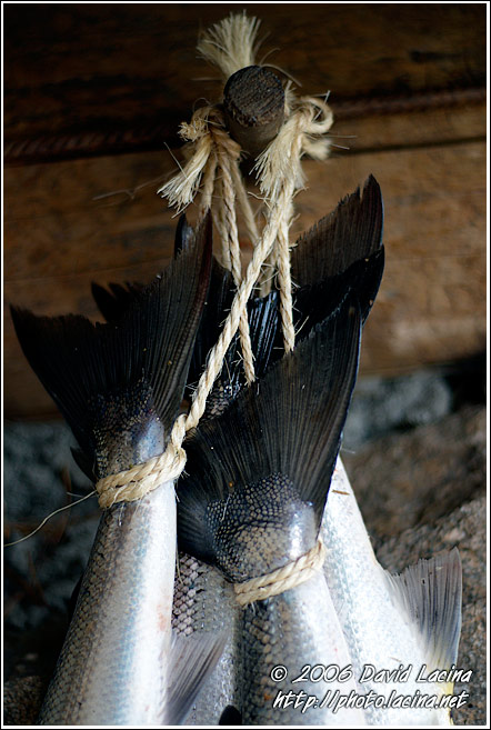 Salmon Fishing - Best of 2006, Norway