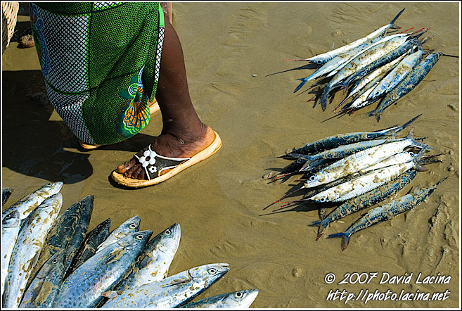 Selling Fish - People And Nature, Sierra Leone