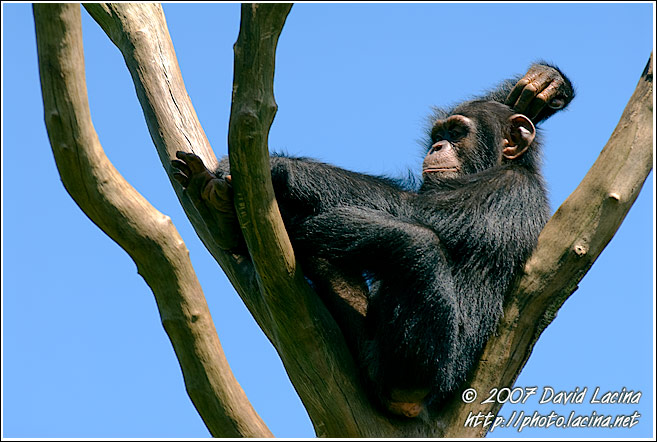 Chimpanzee Relaxing - People And Nature, Sierra Leone