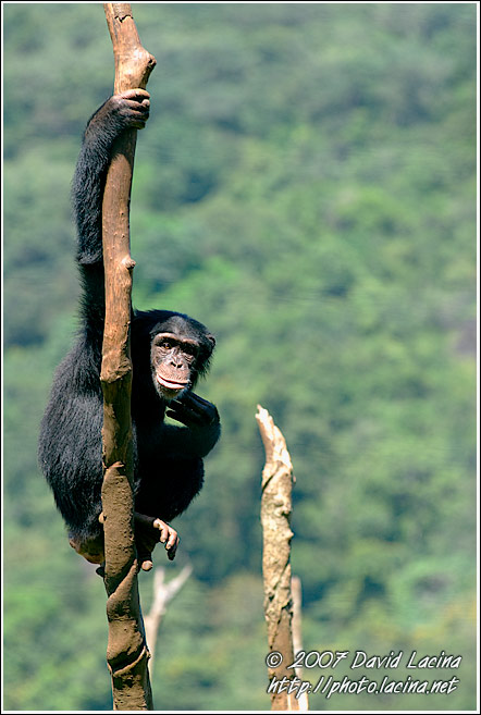 Chimpanzee On A Tree - People And Nature, Sierra Leone