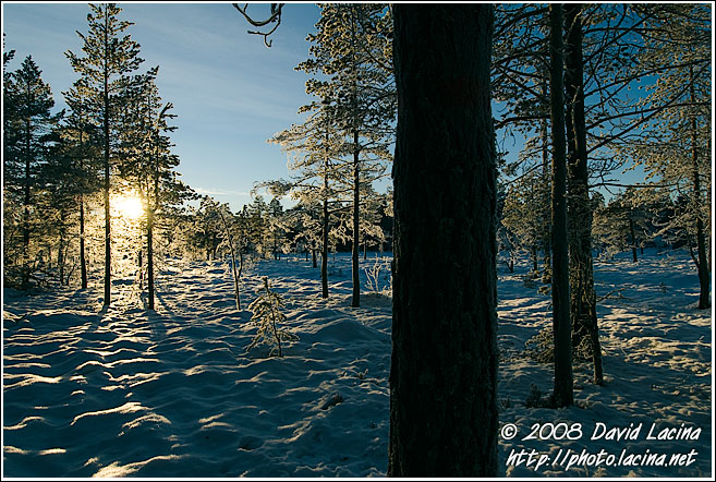 Sunset And Trees - Best of 2007, Norway