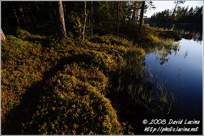 Whortleberry Growth In Sunset - Fjorda In Autumn, Norway