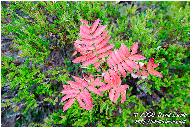 Fall Colors In Nordmarka - Autumn in Nordmarka, Norway