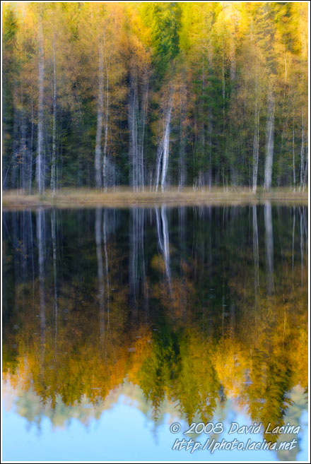 Trees By Skomakertjern - Best Of 2008, Norway