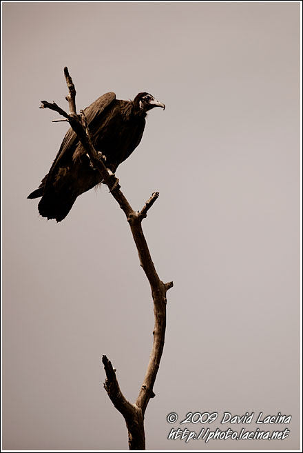 Volture In Abuko - Senegambia, Senegal