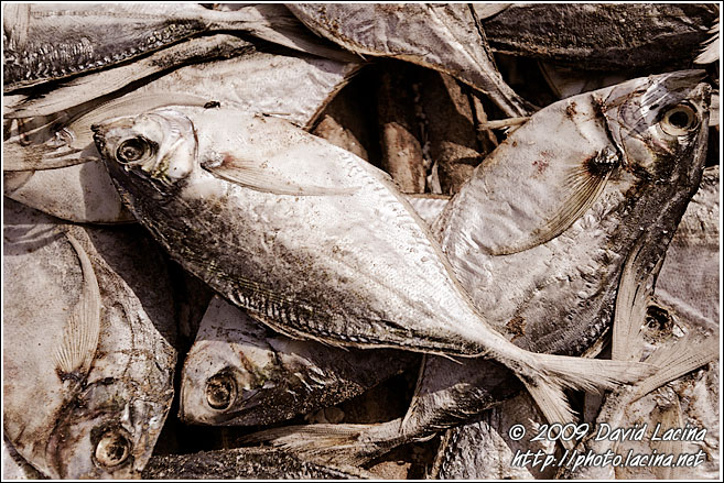 Dry Fish - Casamance, Senegal