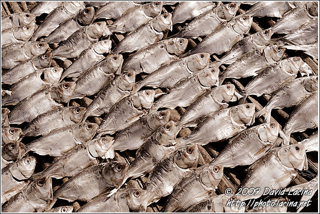 Drying Fish - Casamance, Senegal