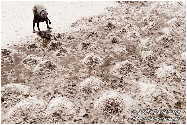 Working On Salt Field - Salt Harvesting, Senegal