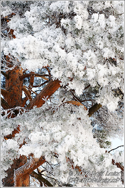 Frost And Pine - Winter 2009, Norway