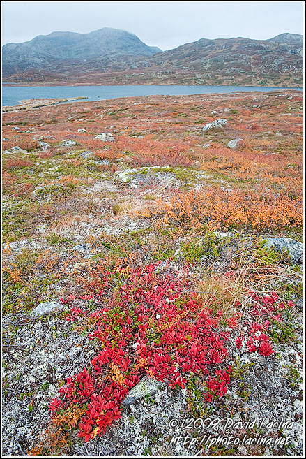 Autumn Colors By Vavatn - Autumn In Hemsedal, Norway