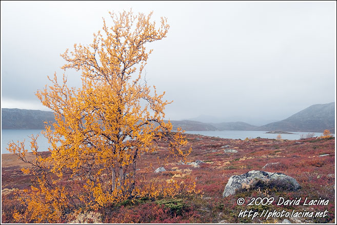 Birch By Vanvatn - Autumn In Hemsedal, Norway