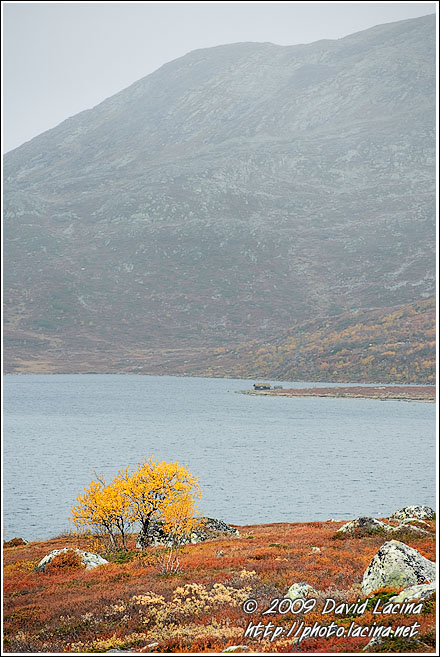 Birch By Vavatn - Autumn In Hemsedal, Norway