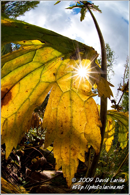 Sun In The Jungle - Best Of 2009, Norway