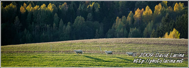 Sheeps In Sunset - Best Of 2009, Norway