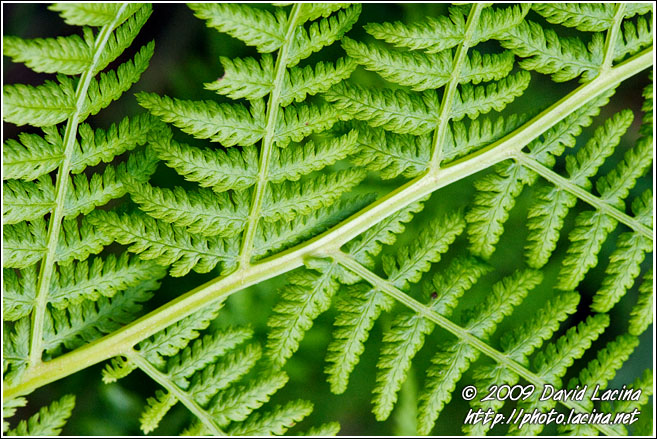 Fern Abstraction - Best Of 2009, Norway