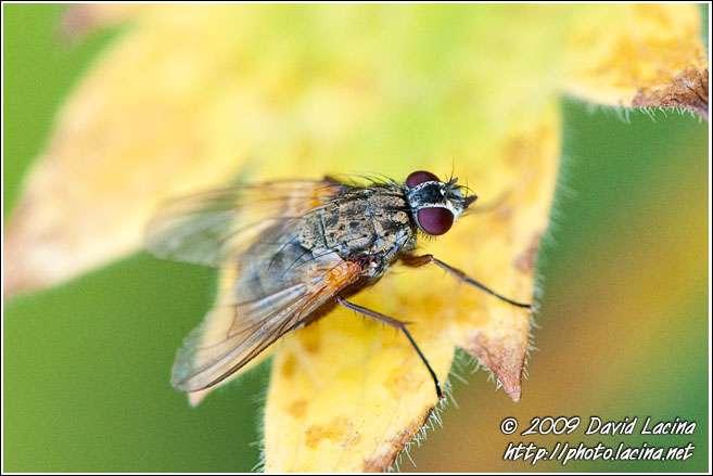 Fly On A Leaf - Best Of 2009, Norway