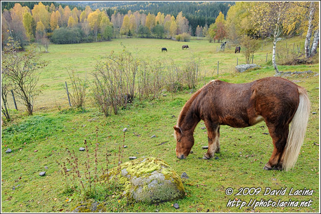 Horse By Bogstad - Best Of 2009, Norway