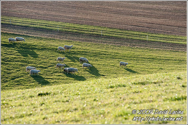 Sheep Herd - Best Of 2009, Norway