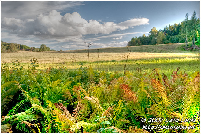Ferns By Bogstad - Best Of 2009, Norway