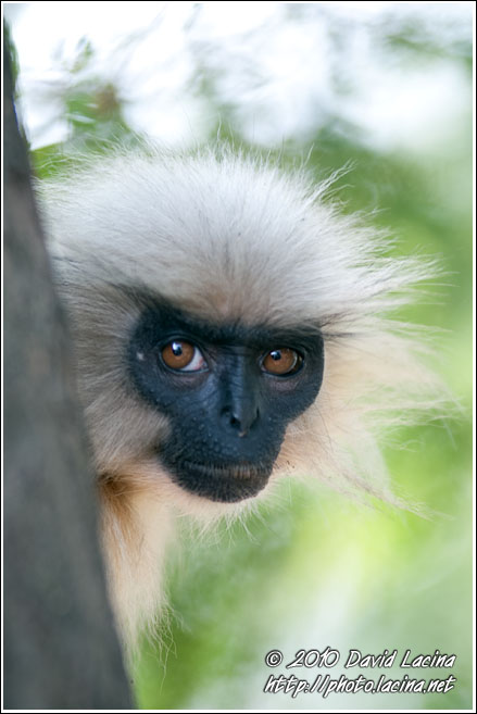 Golden Langur Portrait - Golden Langur, India