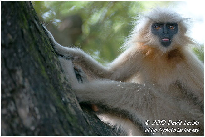Golden Langur - Golden Langur, India
