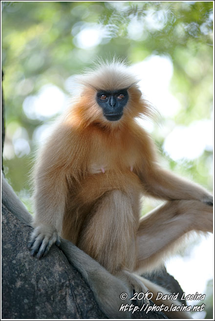 Posing For The Photographer - Golden Langur, India