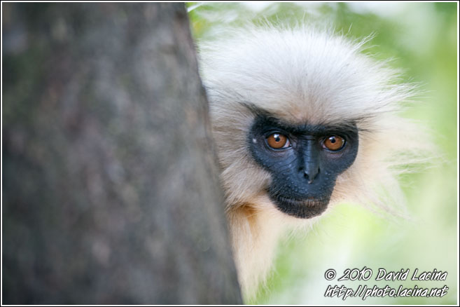 Golden Langur Portrait - Golden Langur, India