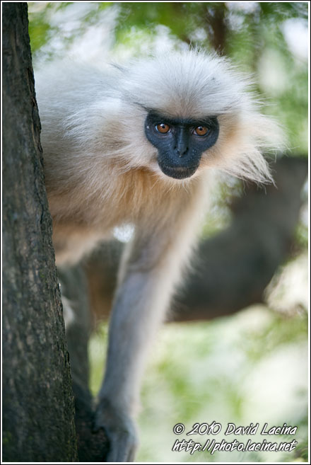 Golden Langur - Golden Langur, India