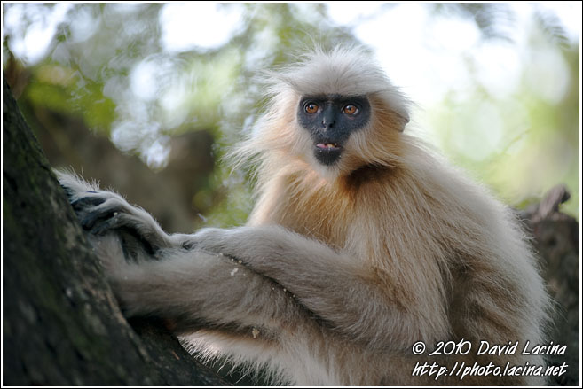 Golden Langur - Golden Langur, India