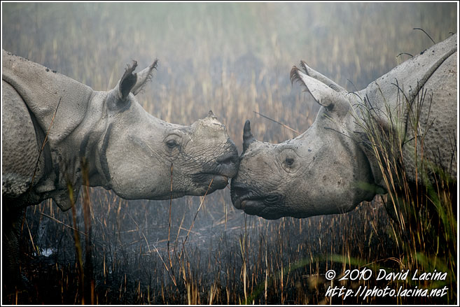 One Horned Rhinoceros - Kaziranga NP, India