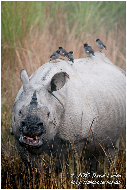 One Horned Rhinoceros - Kaziranga NP, India