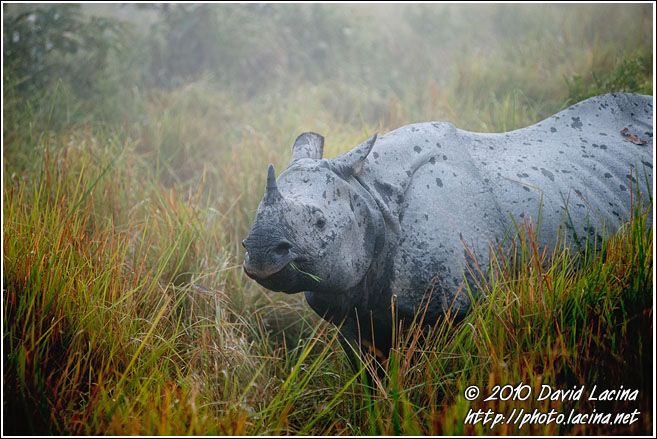 One Horned Rhinoceros - Kaziranga NP, India