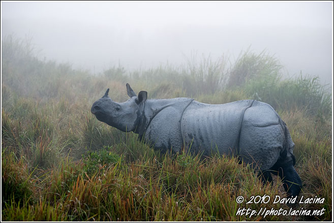 One Horned Rhinoceros - Kaziranga NP, India