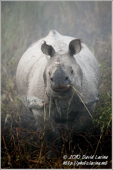 One Horned Rhinoceros - Kaziranga NP, India