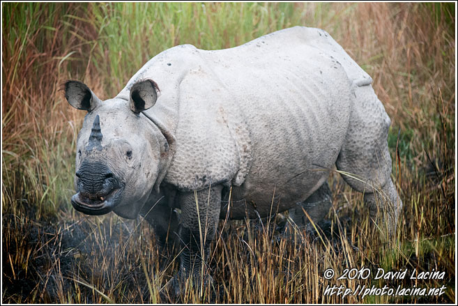 One Horned Rhinoceros - Kaziranga NP, India