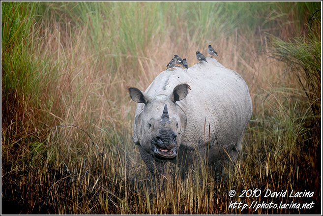 One Horned Rhinoceros - Kaziranga NP, India