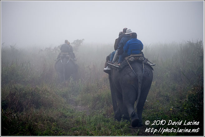 Elephant Tour - Kaziranga NP, India