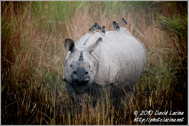 One Horned Rhinoceros - Kaziranga NP, India