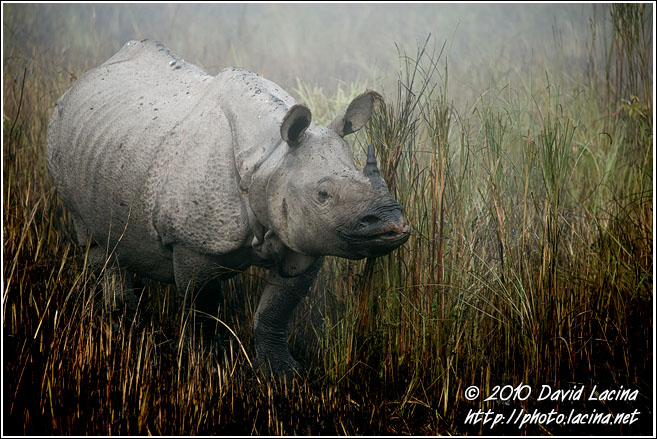 One Horned Rhinoceros - Kaziranga NP, India