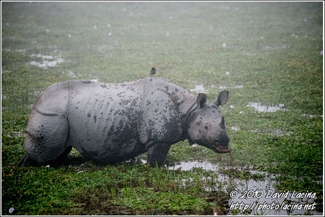 One Horned Rhinoceros - Kaziranga NP, India