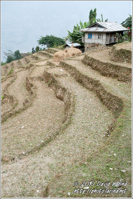 Rice Fields - Buddhist Sikkim, India