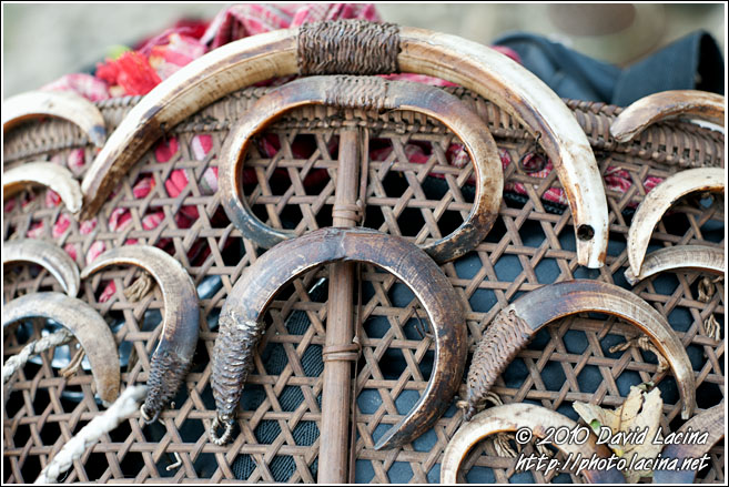 Wild Boar Tusk Decoration - Nagaland, India