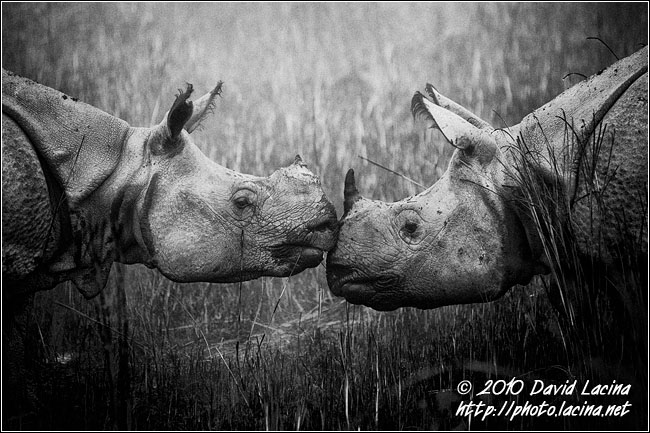 One Horned Rhinoceros - Black And White Snaps, India