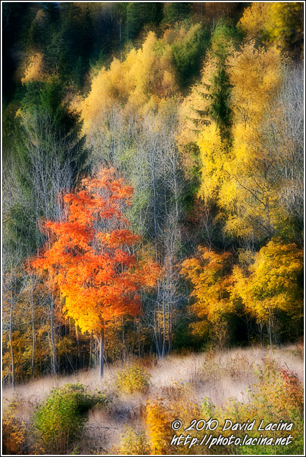 Golden Trees - Best Of 2010, Norway